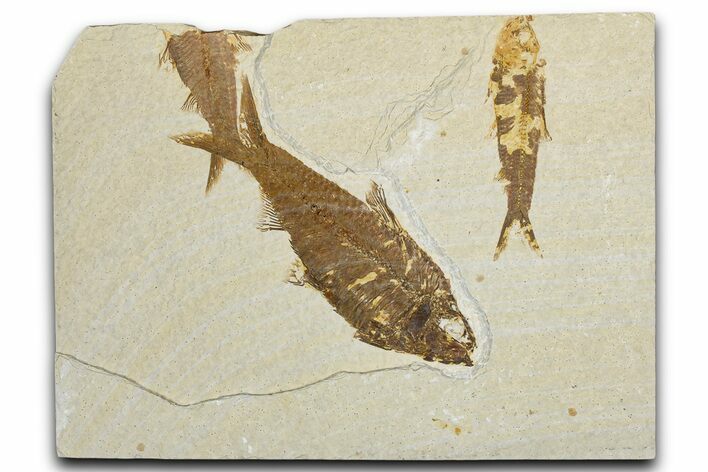 Limestone with Two Fossil Fish (Knightia) - Wyoming #354039